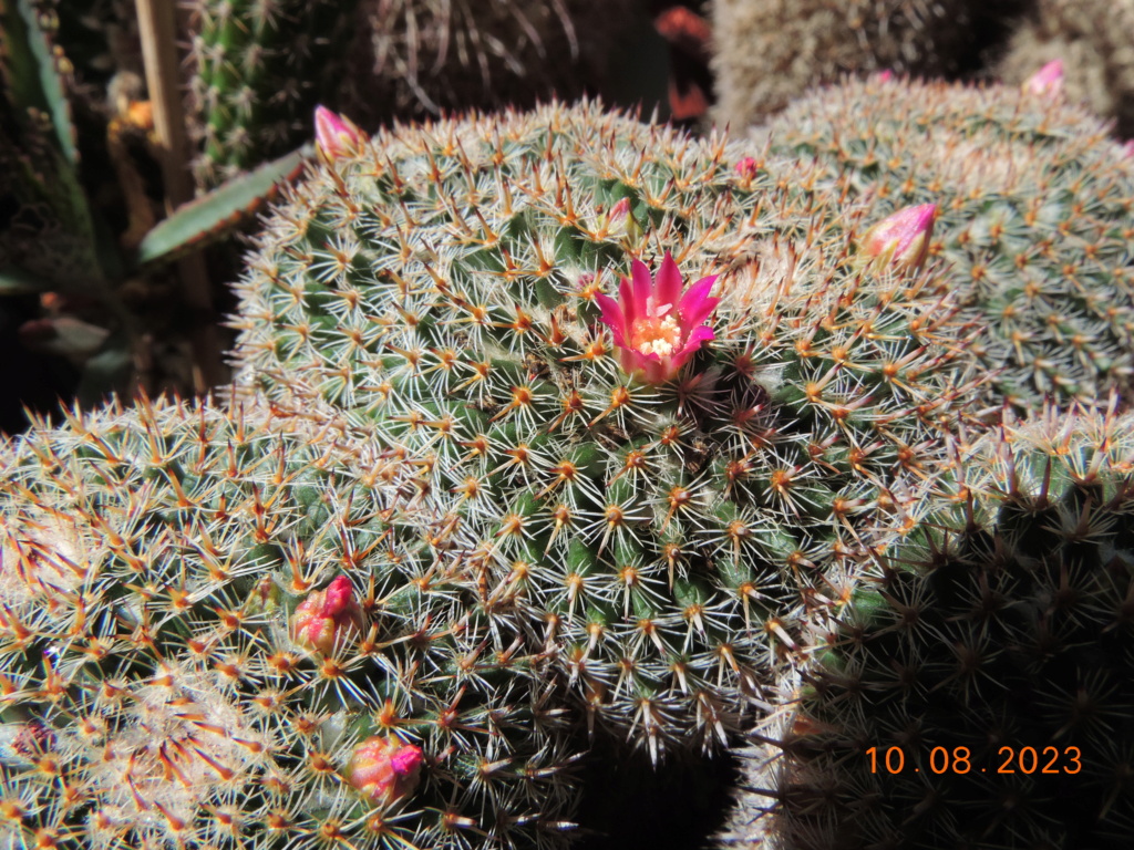 Cacti and Sukkulent in Köln, every day new flowers in the greenhouse Part 292 Bil11005