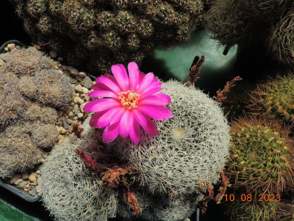 Cacti and Sukkulent in Köln, every day new flowers in the greenhouse Part 292 Bil11020