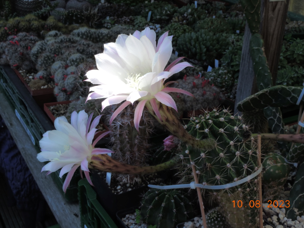 Cacti and Sukkulent in Köln, every day new flowers in the greenhouse Part 292 Bil11022