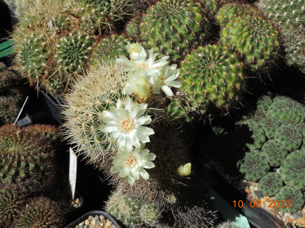 Cacti and Sukkulent in Köln, every day new flowers in the greenhouse Part 292 Bil11023
