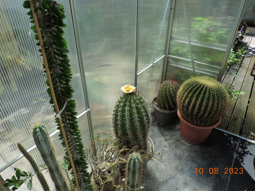 Cacti and Sukkulent in Köln, every day new flowers in the greenhouse Part 292 Bil11024