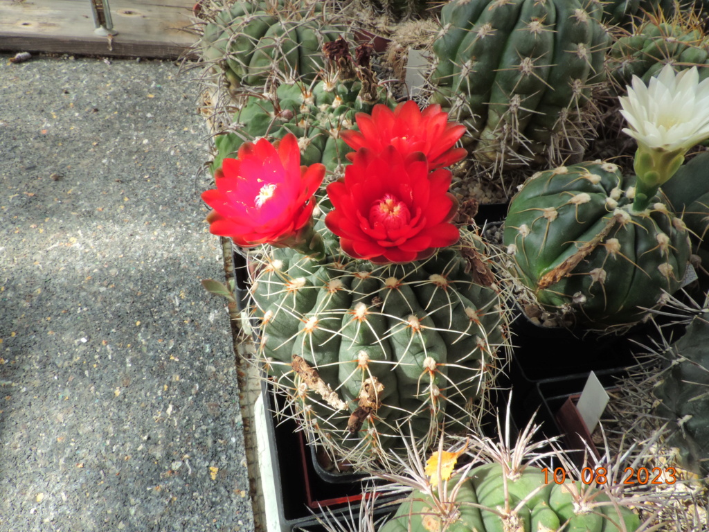 Cacti and Sukkulent in Köln, every day new flowers in the greenhouse Part 292 Bil11033