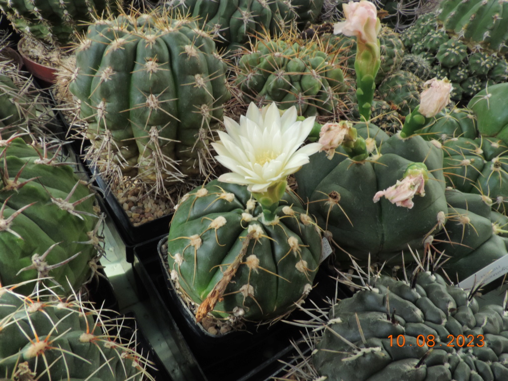 Cacti and Sukkulent in Köln, every day new flowers in the greenhouse Part 292 Bil11034