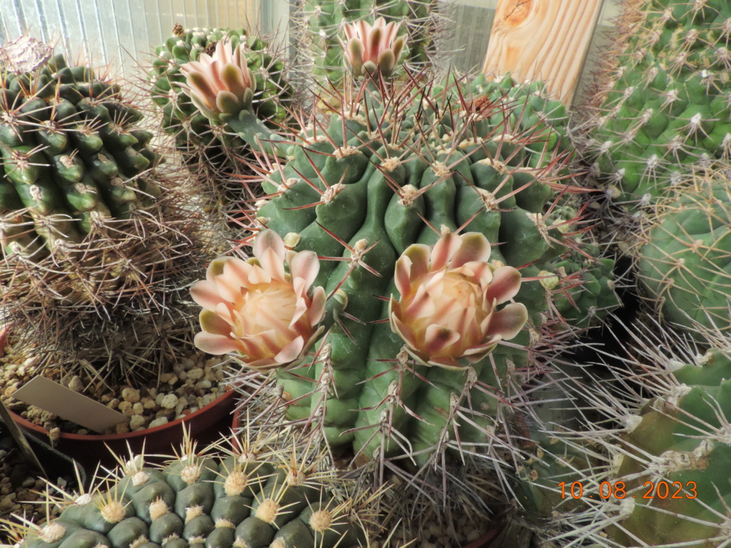 Cacti and Sukkulent in Köln, every day new flowers in the greenhouse Part 292 Bil11036