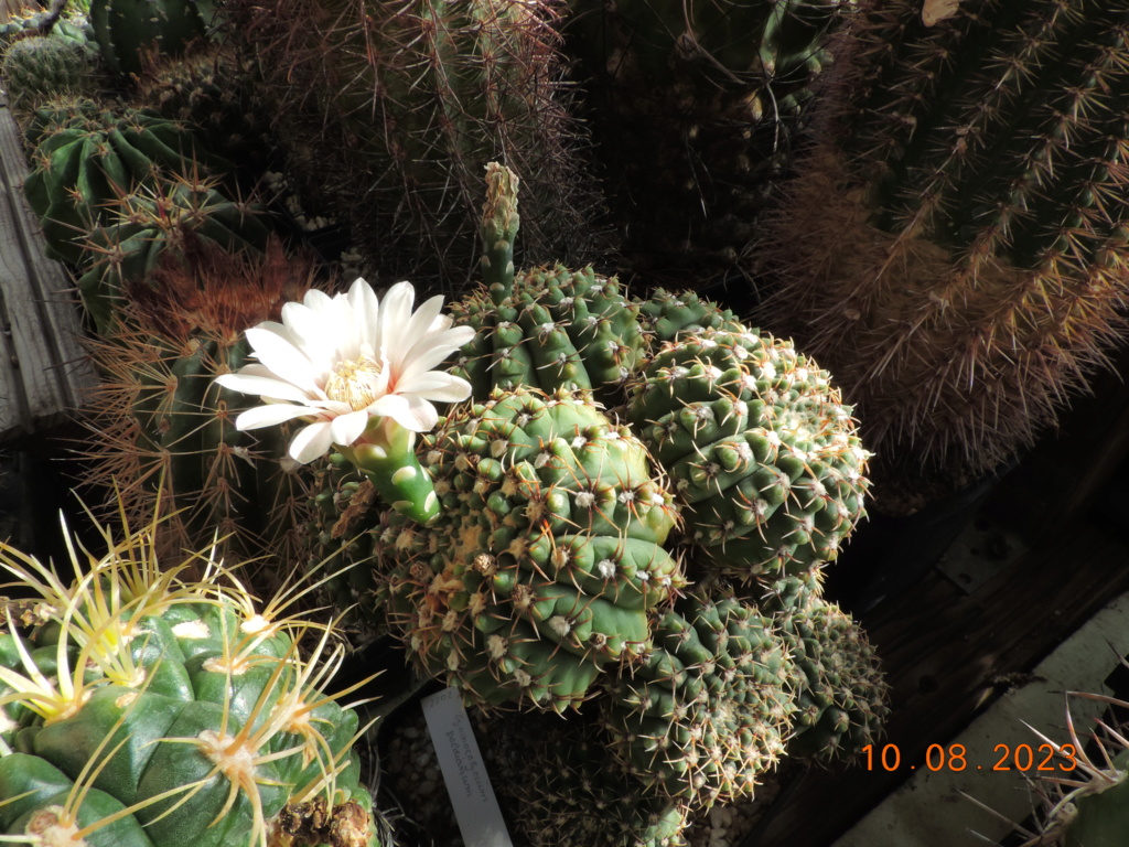 Cacti and Sukkulent in Köln, every day new flowers in the greenhouse Part 292 Bil11041