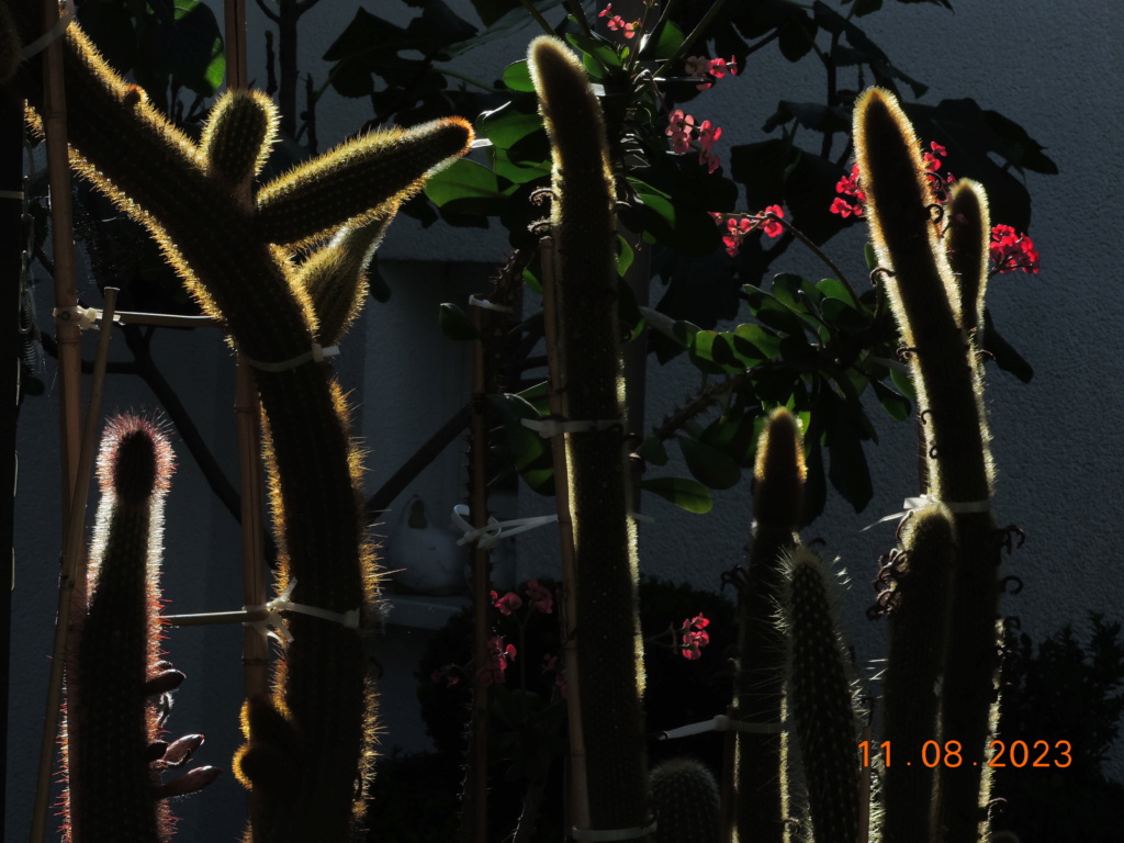 Cacti and Sukkulent in Köln, every day new flowers in the greenhouse Part 292 Bil11062