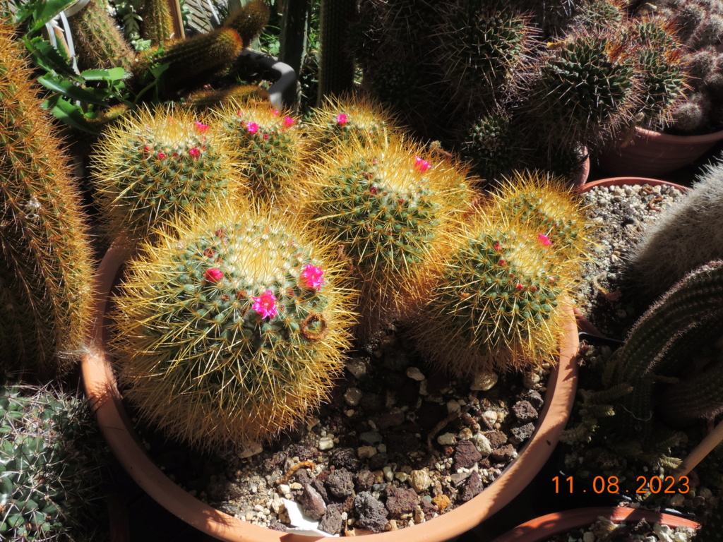 Cacti and Sukkulent in Köln, every day new flowers in the greenhouse Part 292 Bil11070