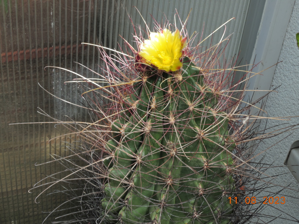 Cacti and Sukkulent in Köln, every day new flowers in the greenhouse Part 292 Bil11073