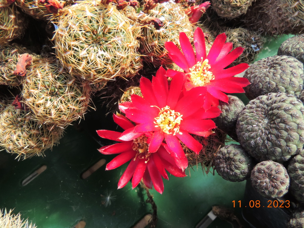 Cacti and Sukkulent in Köln, every day new flowers in the greenhouse Part 292 Bil11097