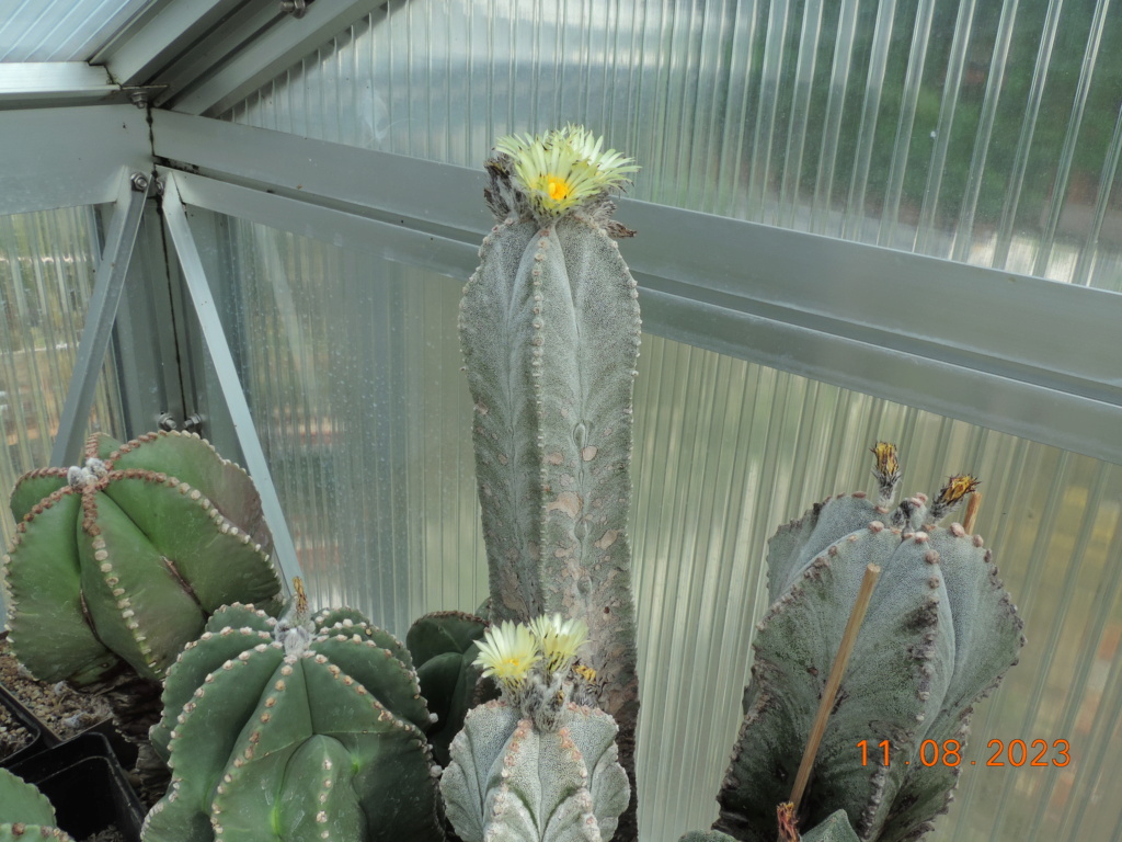 Cacti and Sukkulent in Köln, every day new flowers in the greenhouse Part 292 Bil11108