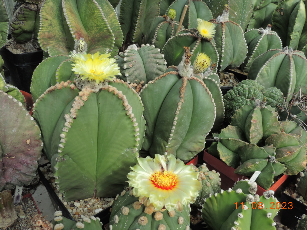 Cacti and Sukkulent in Köln, every day new flowers in the greenhouse Part 292 Bil11109