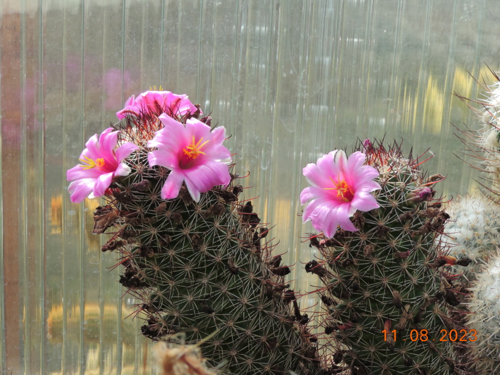 Cacti and Sukkulent in Köln, every day new flowers in the greenhouse Part 292 Bil11111