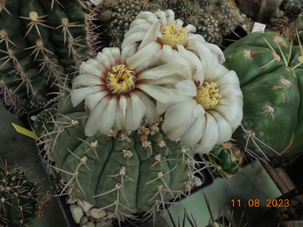 Cacti and Sukkulent in Köln, every day new flowers in the greenhouse Part 292 Bil11115
