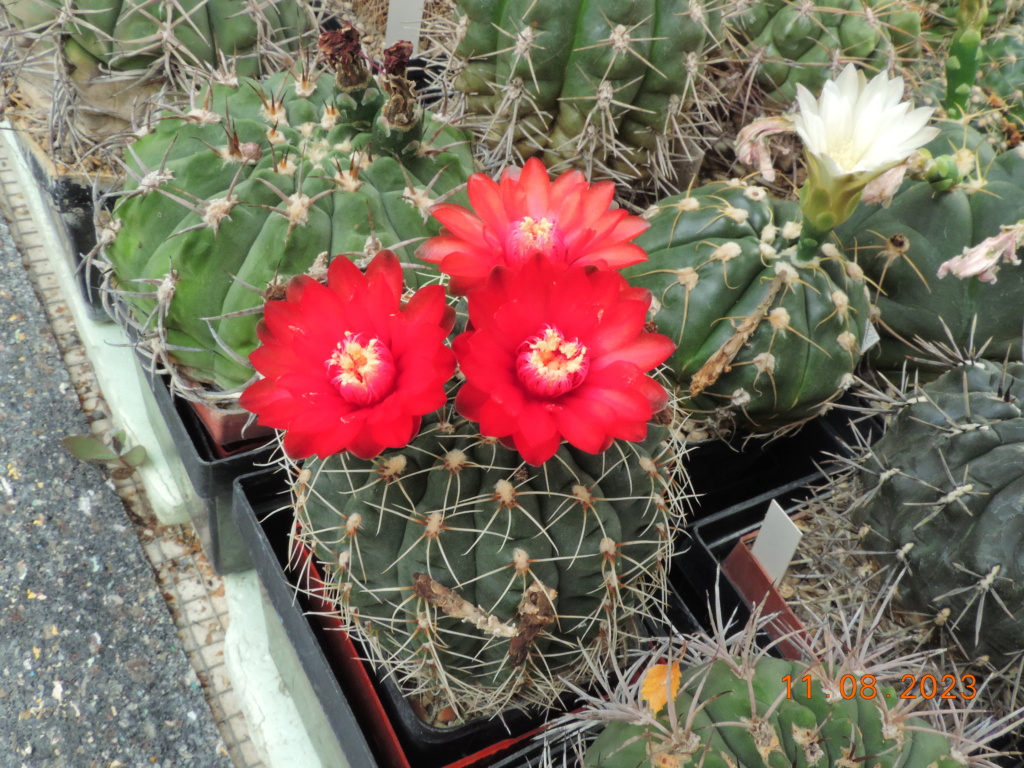 Cacti and Sukkulent in Köln, every day new flowers in the greenhouse Part 292 Bil11118