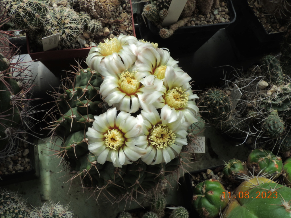 Cacti and Sukkulent in Köln, every day new flowers in the greenhouse Part 292 Bil11123