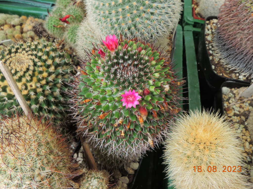 Cacti and Sukkulent in Köln, every day new flowers in the greenhouse Part 293 Bil11142