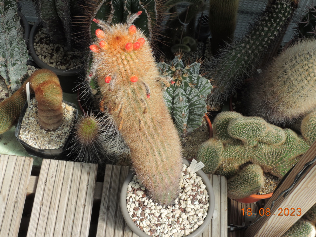 Cacti and Sukkulent in Köln, every day new flowers in the greenhouse Part 293 Bil11158