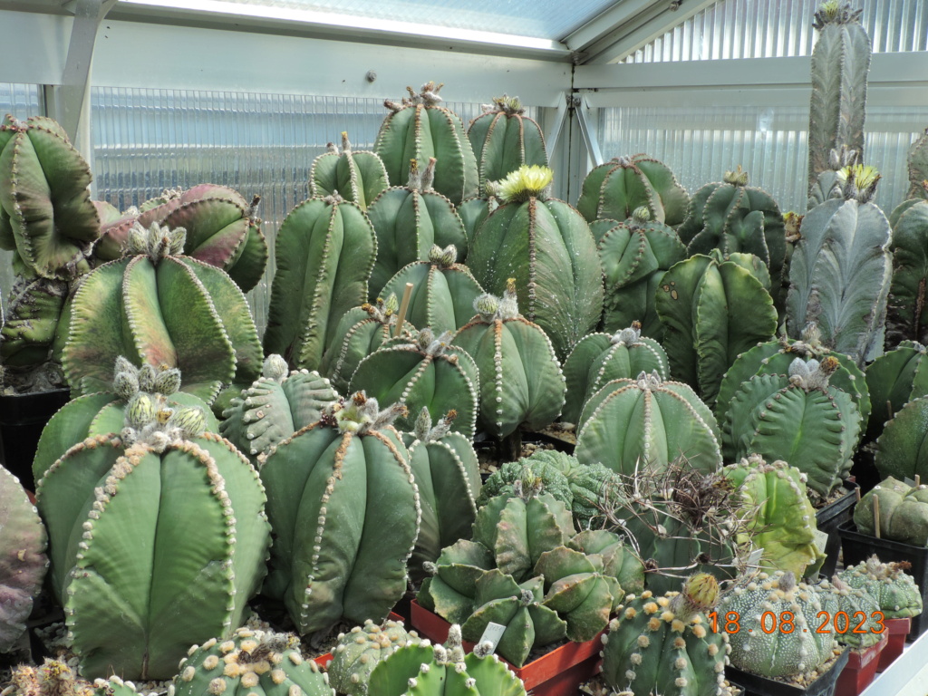 Cacti and Sukkulent in Köln, every day new flowers in the greenhouse Part 293 Bil11159