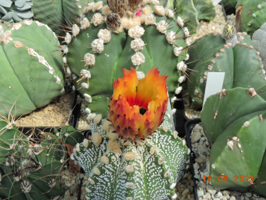 Cacti and Sukkulent in Köln, every day new flowers in the greenhouse Part 293 Bil11160