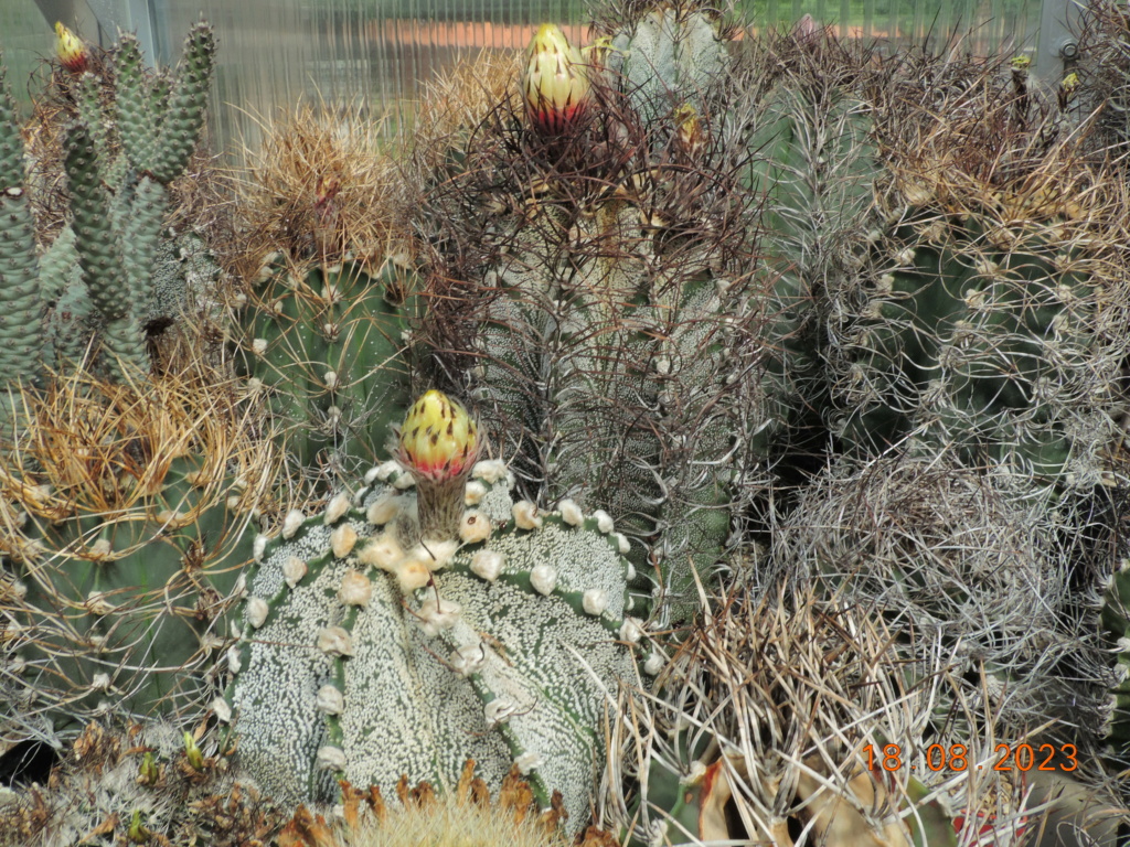 Cacti and Sukkulent in Köln, every day new flowers in the greenhouse Part 293 Bil11161