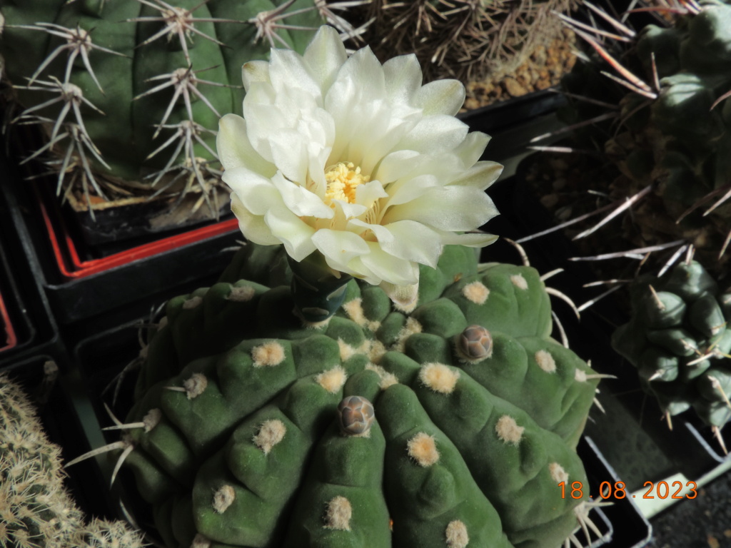 Cacti and Sukkulent in Köln, every day new flowers in the greenhouse Part 293 Bil11164