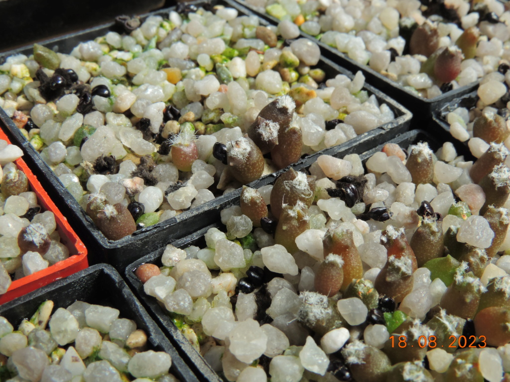 Cacti and Sukkulent in Köln, every day new flowers in the greenhouse Part 293 Bil11171