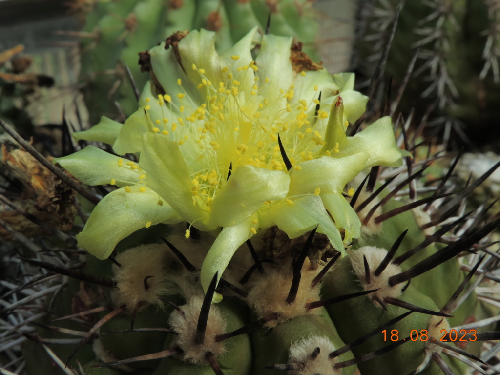 Cacti and Sukkulent in Köln, every day new flowers in the greenhouse Part 293 Bil11184