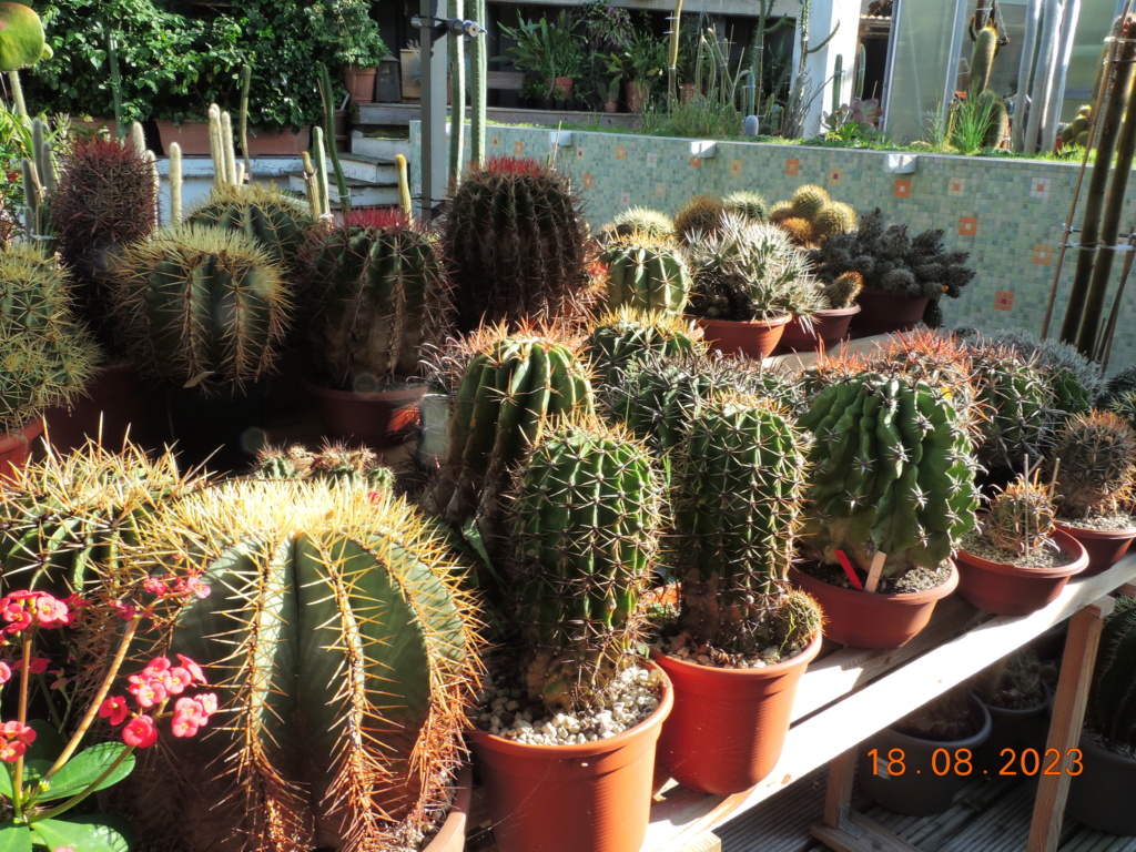 Cacti and Sukkulent in Köln, every day new flowers in the greenhouse Part 293 Bil11189