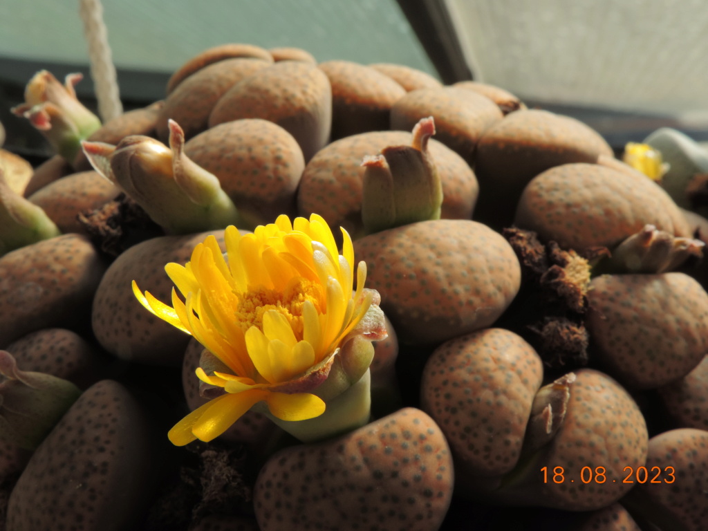 Cacti and Sukkulent in Köln, every day new flowers in the greenhouse Part 293 Bil11196