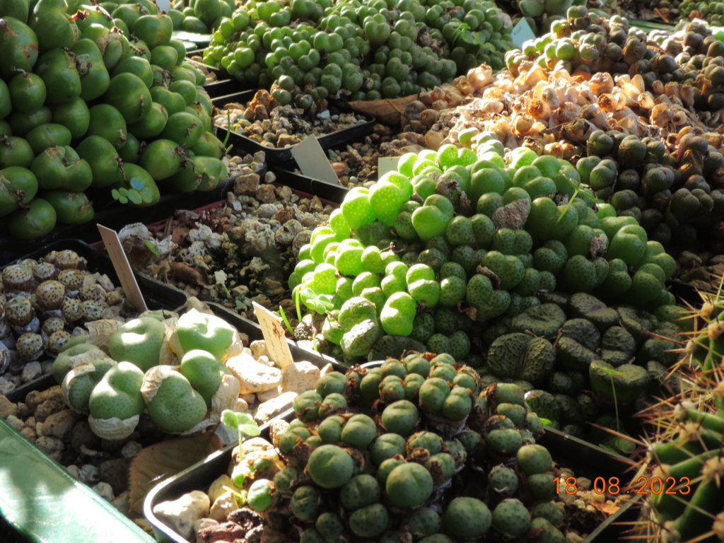 Cacti and Sukkulent in Köln, every day new flowers in the greenhouse Part 293 Bil11199