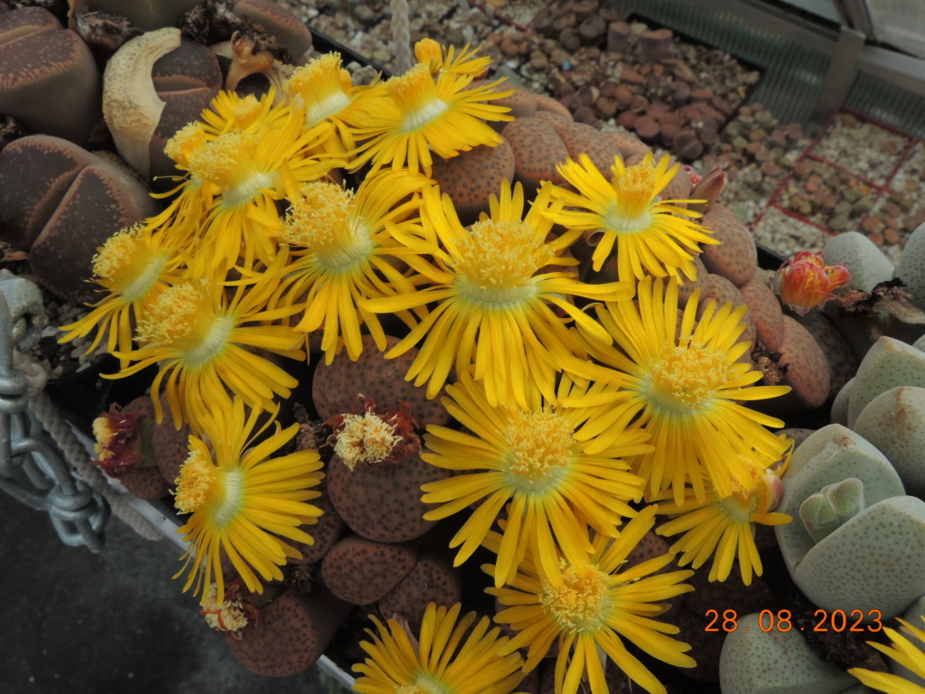 Cacti and Sukkulent in Köln, every day new flowers in the greenhouse Part 293 Bil11200
