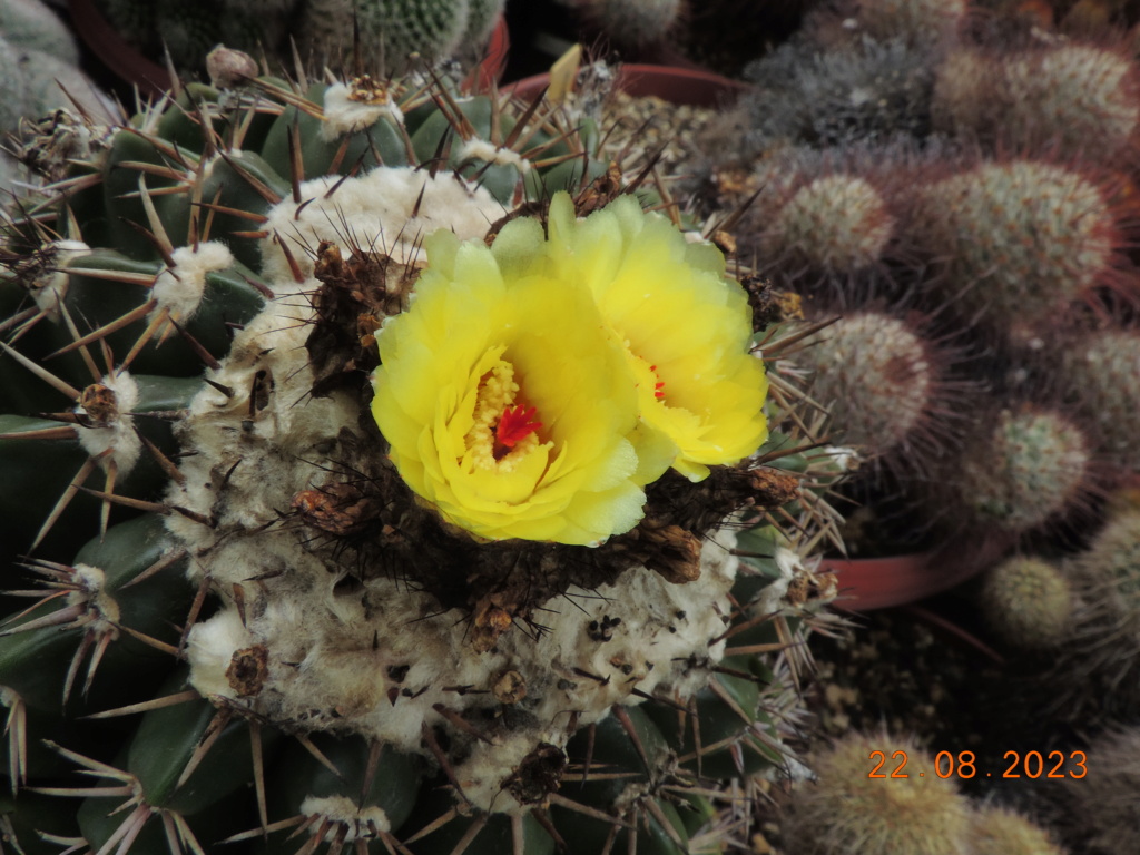 Cacti and Sukkulent in Köln, every day new flowers in the greenhouse Part 294 Bil11208