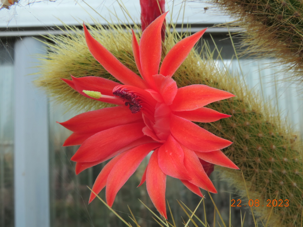 Cacti and Sukkulent in Köln, every day new flowers in the greenhouse Part 294 Bil11213