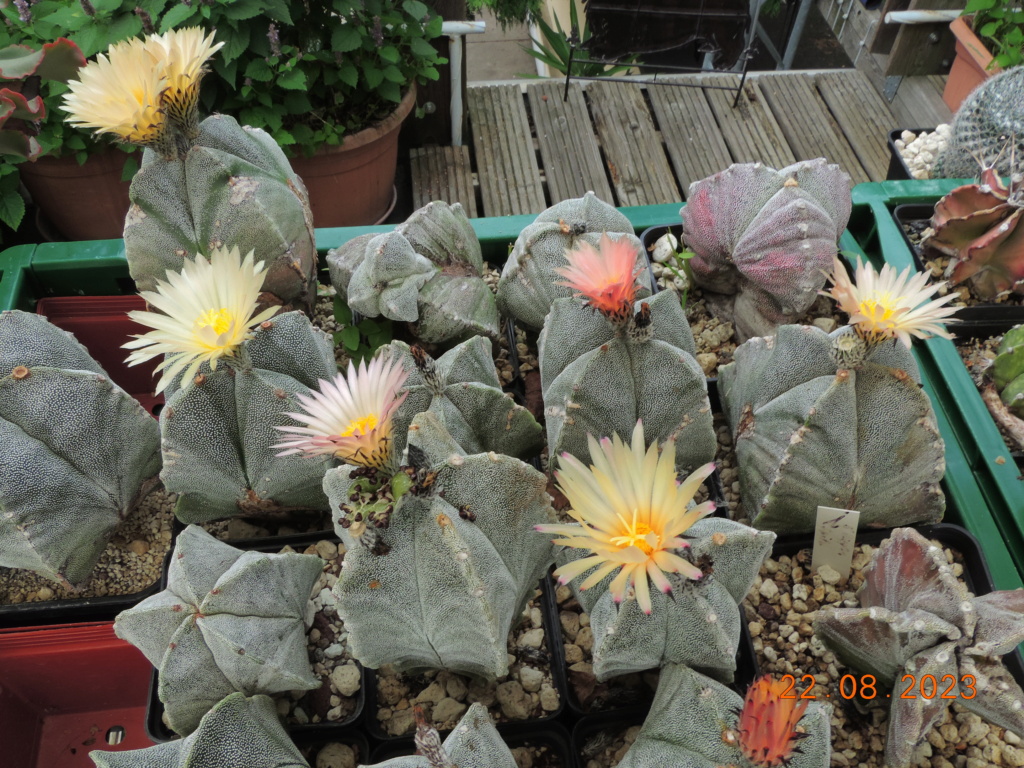 Cacti and Sukkulent in Köln, every day new flowers in the greenhouse Part 294 Bil11218