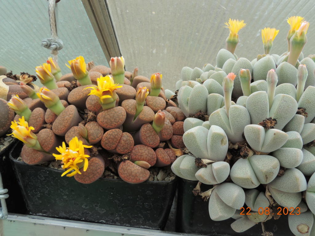 Cacti and Sukkulent in Köln, every day new flowers in the greenhouse Part 294 Bil11226