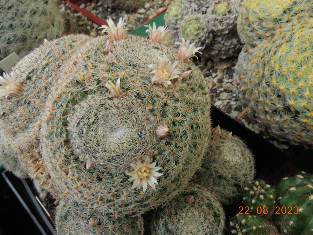 Cacti and Sukkulent in Köln, every day new flowers in the greenhouse Part 294 Bil11230