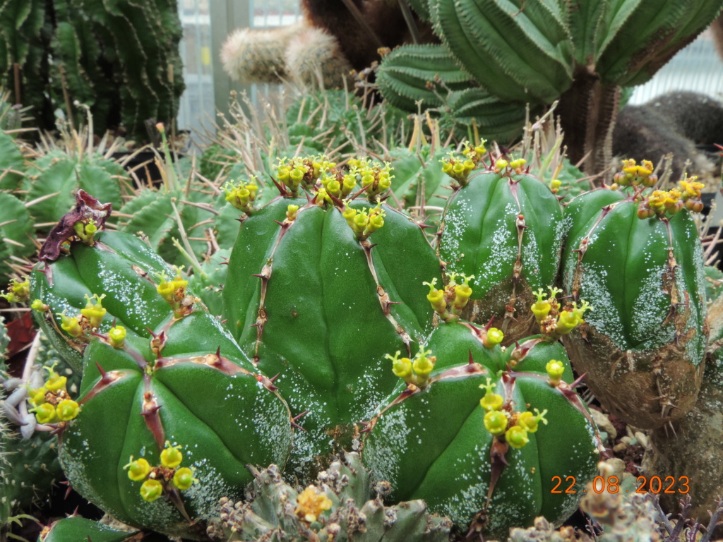 Cacti and Sukkulent in Köln, every day new flowers in the greenhouse Part 294 Bil11232