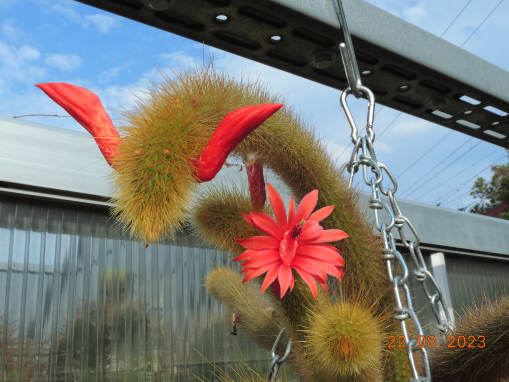 Cacti and Sukkulent in Köln, every day new flowers in the greenhouse Part 294 Bil11233