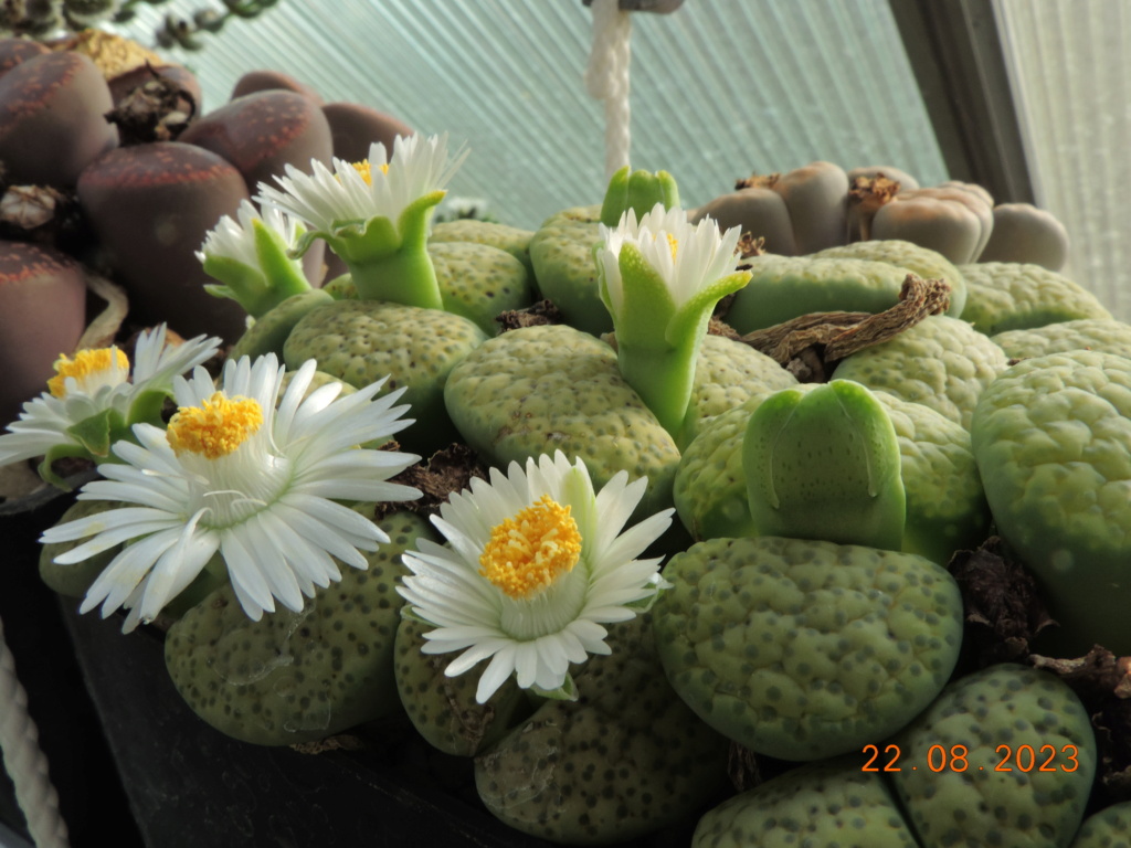 Cacti and Sukkulent in Köln, every day new flowers in the greenhouse Part 294 Bil11236