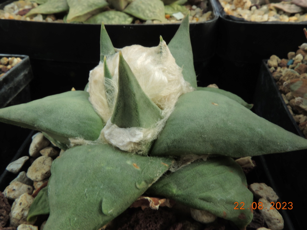 Cacti and Sukkulent in Köln, every day new flowers in the greenhouse Part 294 Bil11242