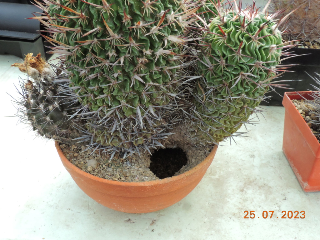 Cacti and Sukkulent in Köln, every day new flowers in the greenhouse Part 295 Bil11252