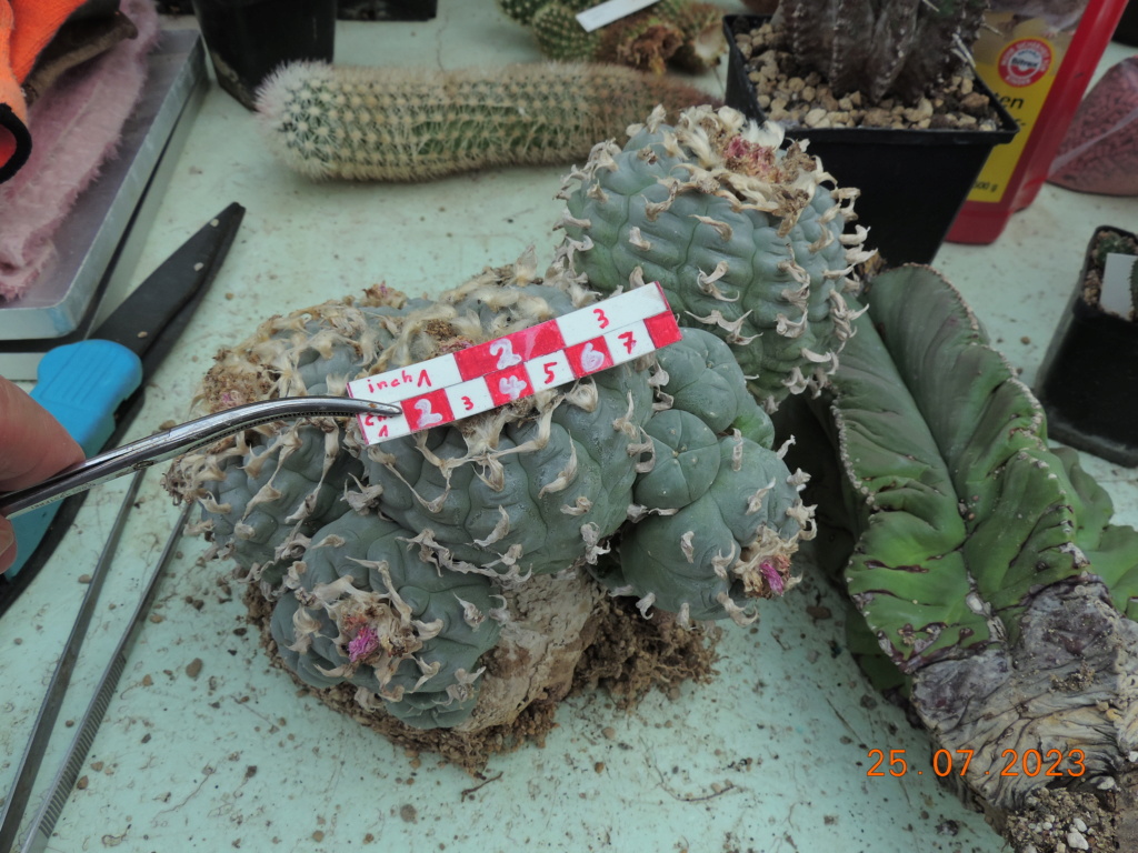 Cacti and Sukkulent in Köln, every day new flowers in the greenhouse Part 295 Bil11258