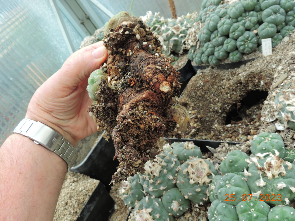Cacti and Sukkulent in Köln, every day new flowers in the greenhouse Part 295 Bil11259