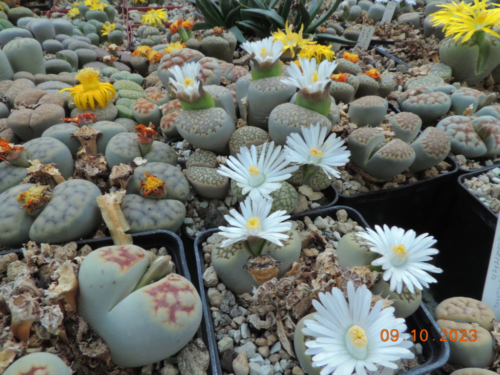 Cacti and Sukkulent in Köln, every day new flowers in the greenhouse Part 295 Bil11276
