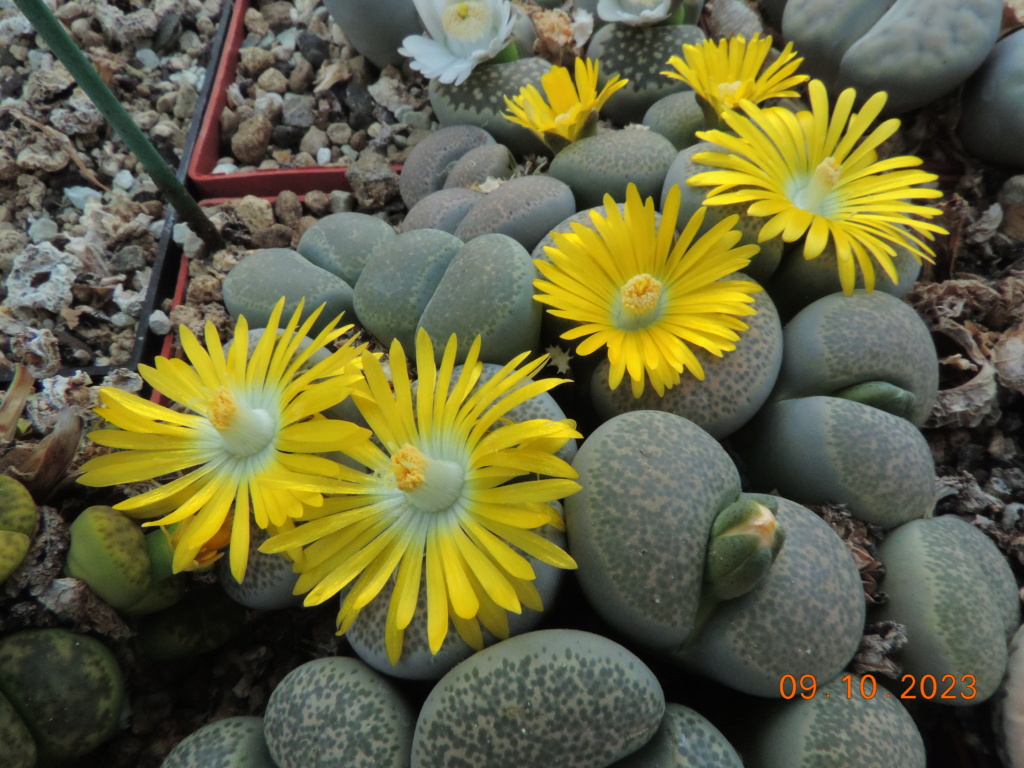 Cacti and Sukkulent in Köln, every day new flowers in the greenhouse Part 295 Bil11280