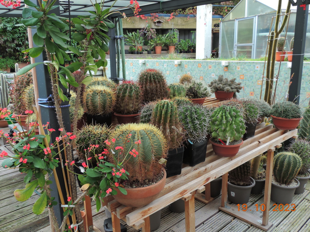 Cacti and Sukkulent in Köln, every day new flowers in the greenhouse Part 295 Bil11286