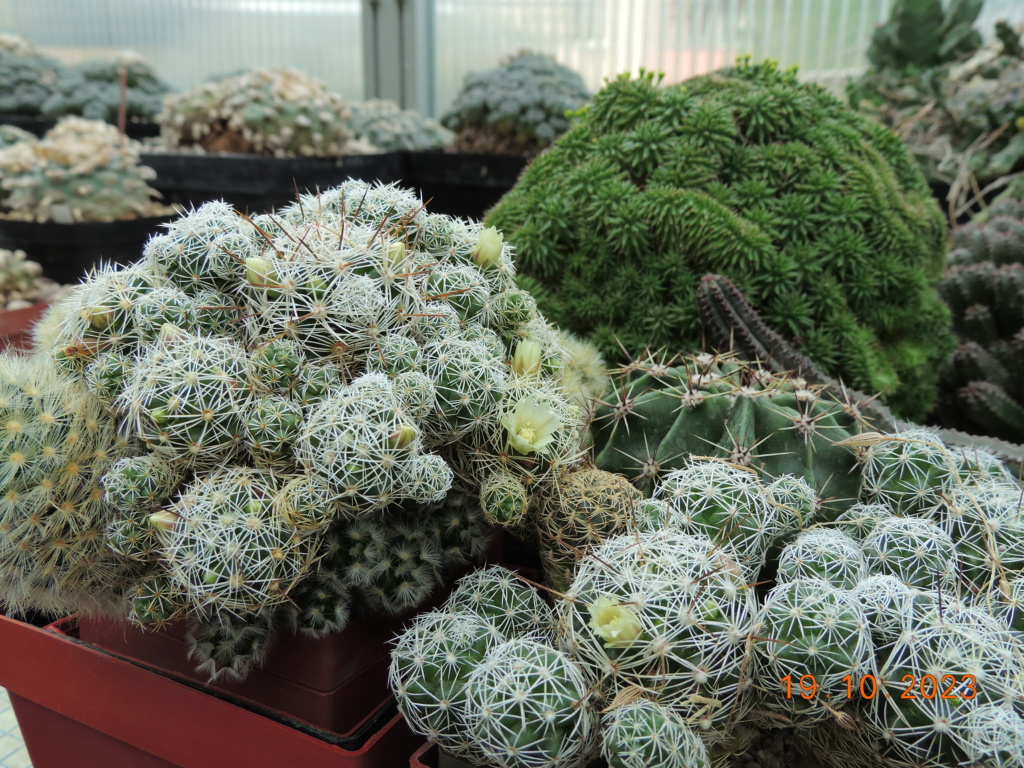 Cacti and Sukkulent in Köln, every day new flowers in the greenhouse Part 295 Bil11298