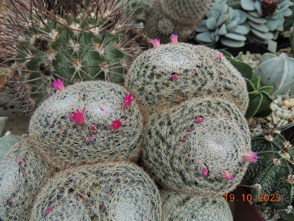 Cacti and Sukkulent in Köln, every day new flowers in the greenhouse Part 295 Bil11300