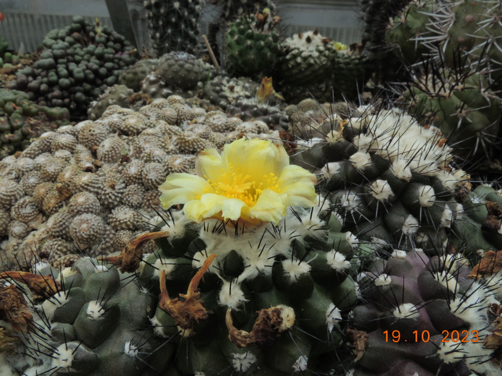 Cacti and Sukkulent in Köln, every day new flowers in the greenhouse Part 295 Bil11304