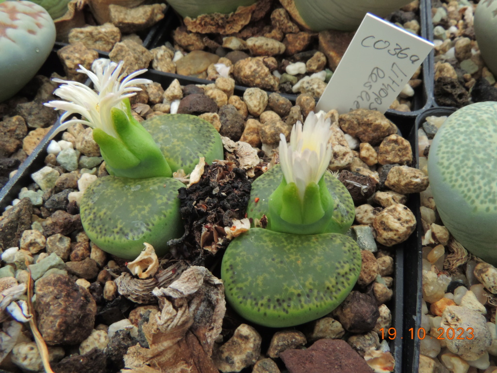 Cacti and Sukkulent in Köln, every day new flowers in the greenhouse Part 295 Bil11317